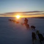 Engholm Husky Design