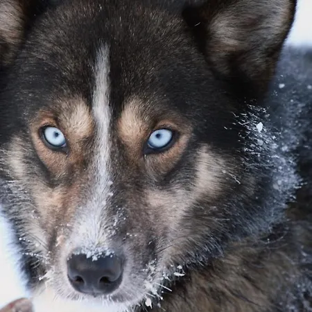 Engholm Husky Design * Карасйок