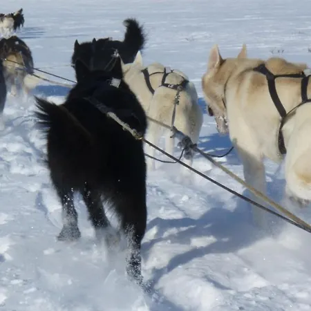 Engholm Husky Design *