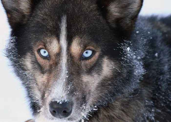 Engholm Husky Design * Karasjok