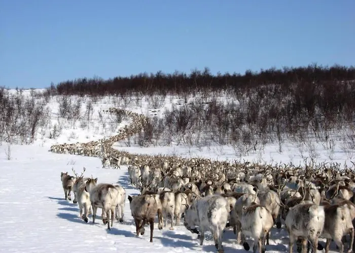Engholm Husky Design Lodge Karasjok